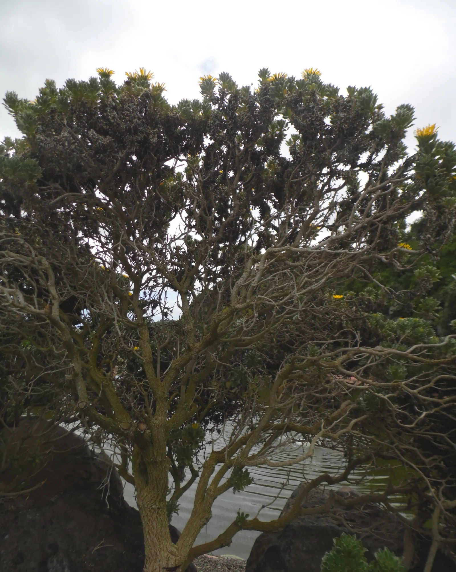 Canary Island Daisy (Asteriscus Sericeus) — ensure it is planted in well-draining soil to prevent root rot; shrub for full, image 52