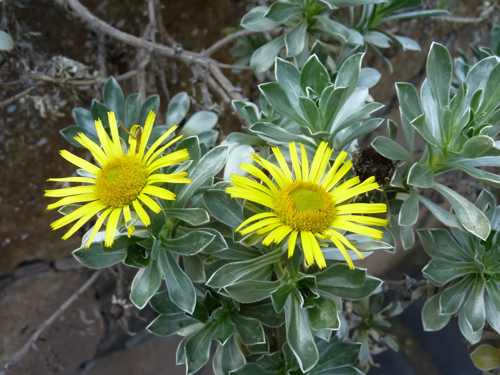 Canary Island Daisy (Asteriscus Sericeus) — making it an ideal choice for ground cover or rock gardens
