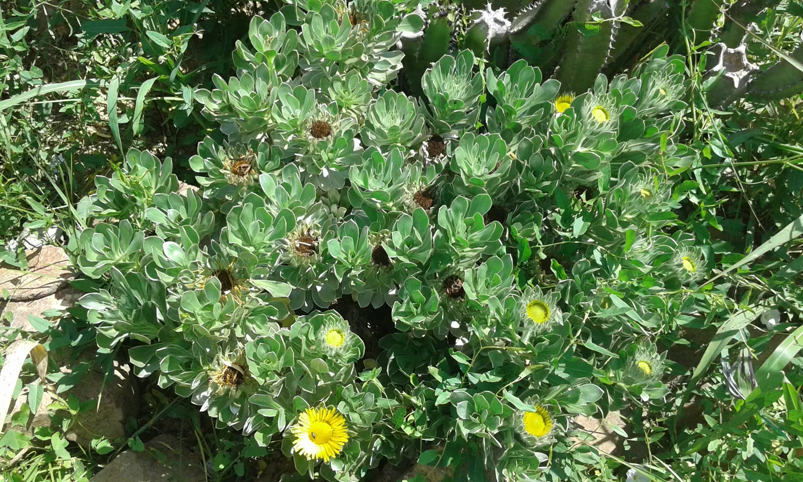 Canary Island Daisy (Asteriscus Sericeus) — The plant reaches up to 24 inches in height and 36 inches in width; shrub with yellow blooms