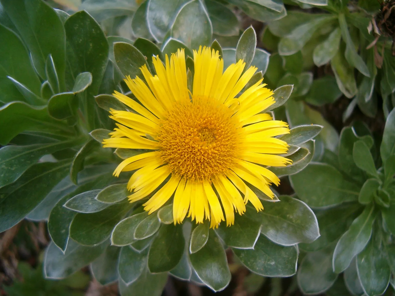 Canary Island Daisy (Asteriscus Sericeus) — shrub for full