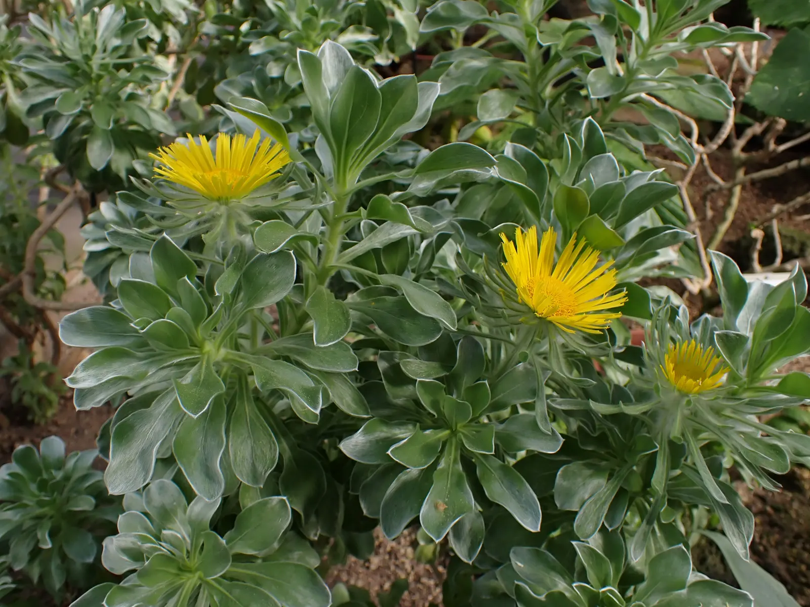 Canary Island Daisy (Asteriscus Sericeus) — contributing to the garden's ecosystem.<br><br>When incorporating Asteriscus sericeus into the landscape