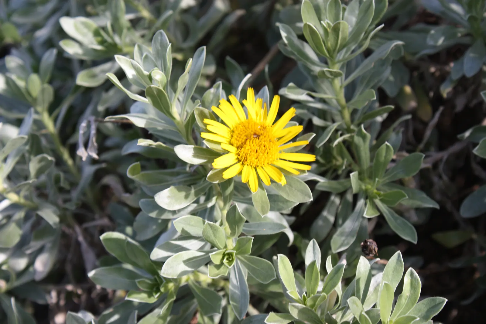 Canary Island Daisy (Asteriscus Sericeus) — It has a tolerance for drought once established; commonly known as the Canary Island Daisy, image 53
