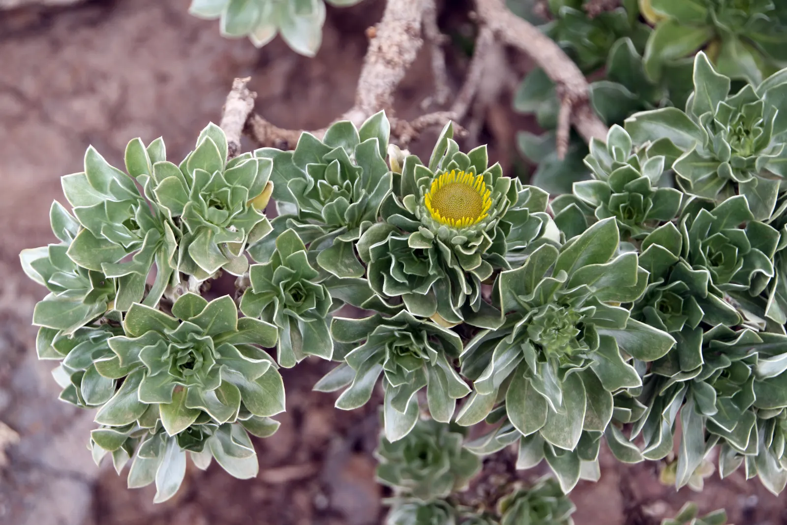 Canary Island Daisy (Asteriscus Sericeus) — commonly known as the Canary Island Daisy; is a charming perennial that originates from the rocky, image 45