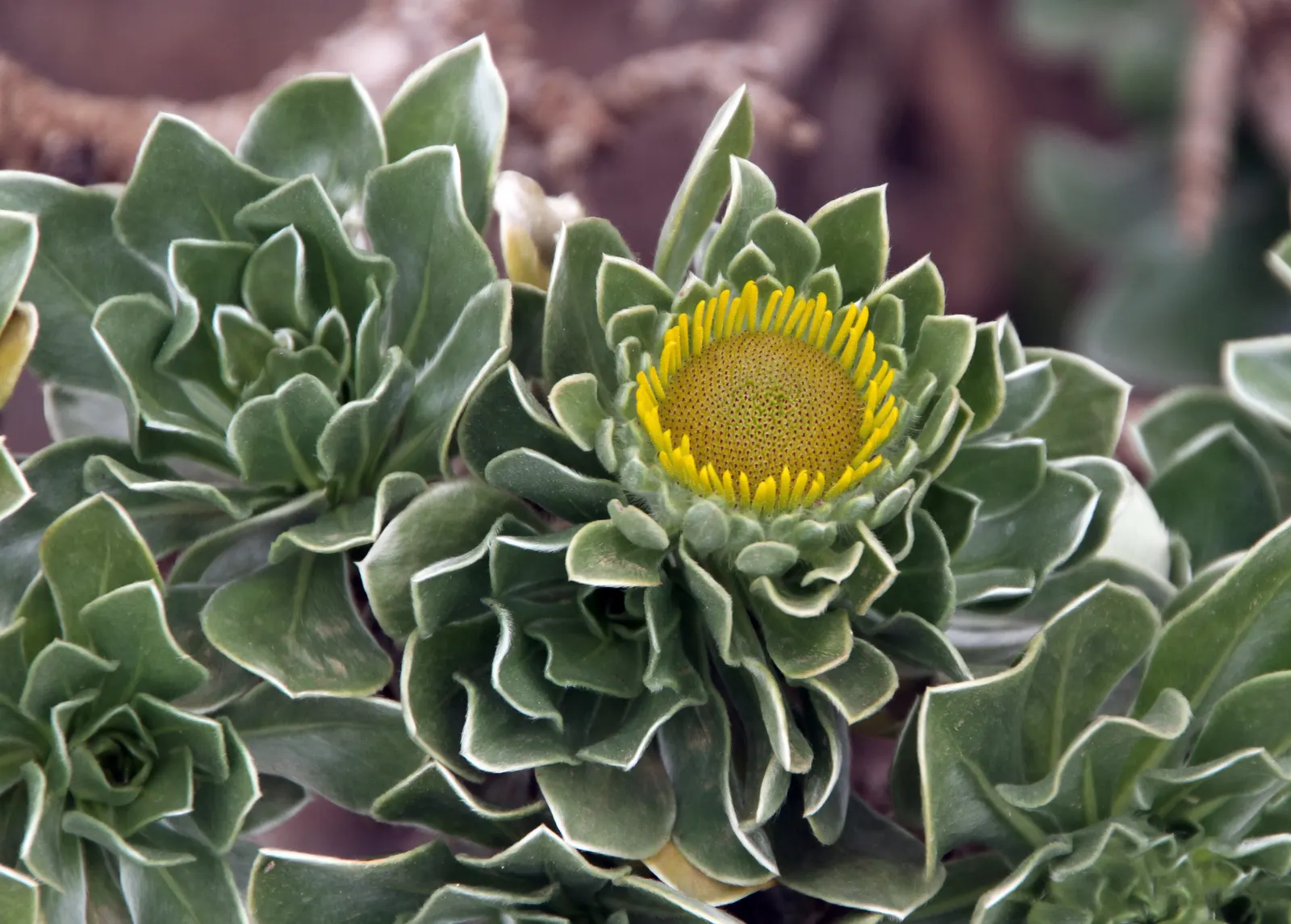 Canary Island Daisy (Asteriscus Sericeus) — Valued for its silver-gray foliage and bright yellow daisy-like flowers; the plant reaches up to 24, image 47