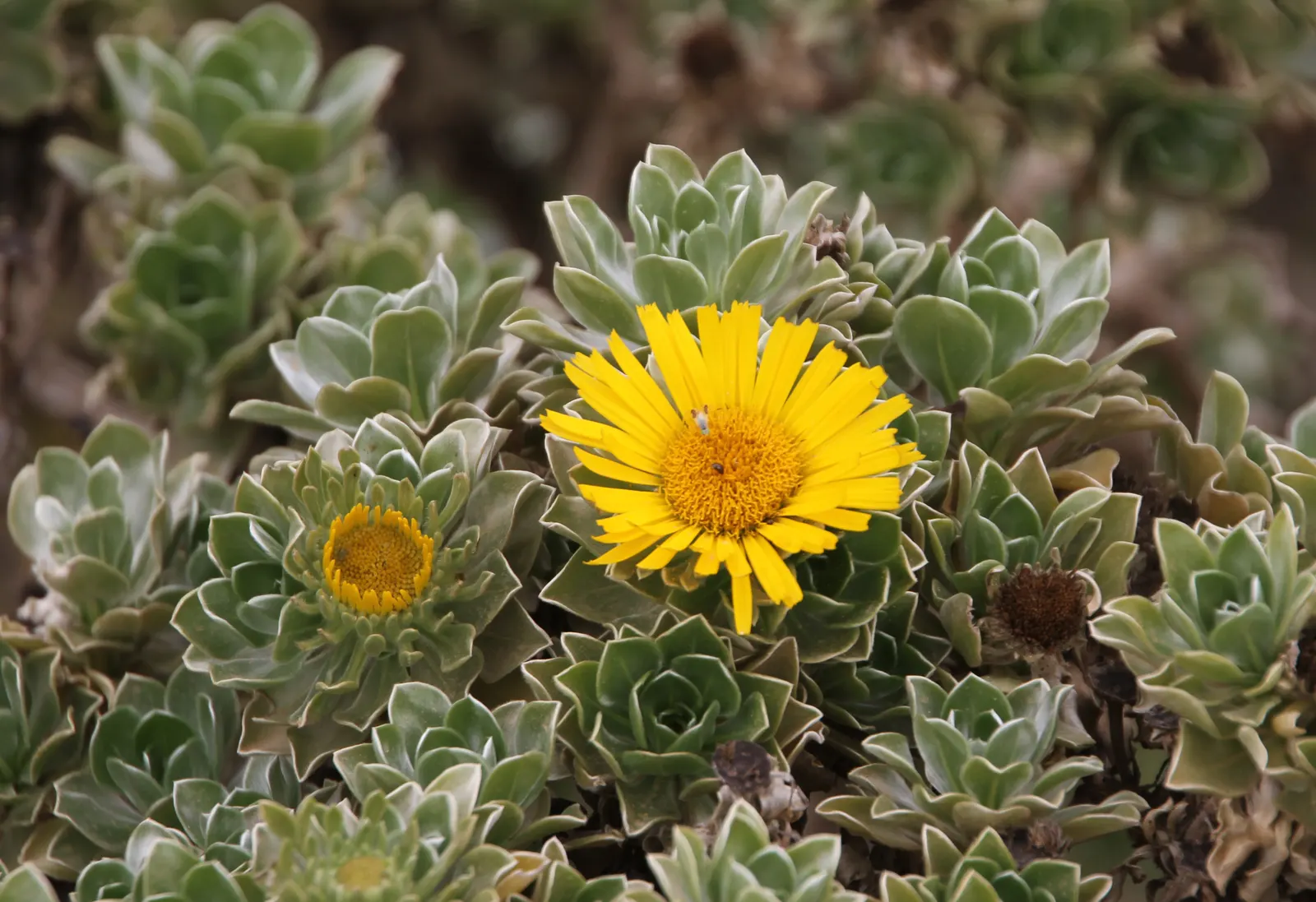 Canary Island Daisy (Asteriscus Sericeus) — Requires full sun exposure and well-drained soil; provides year-round interest, particularly in coastal, image 42