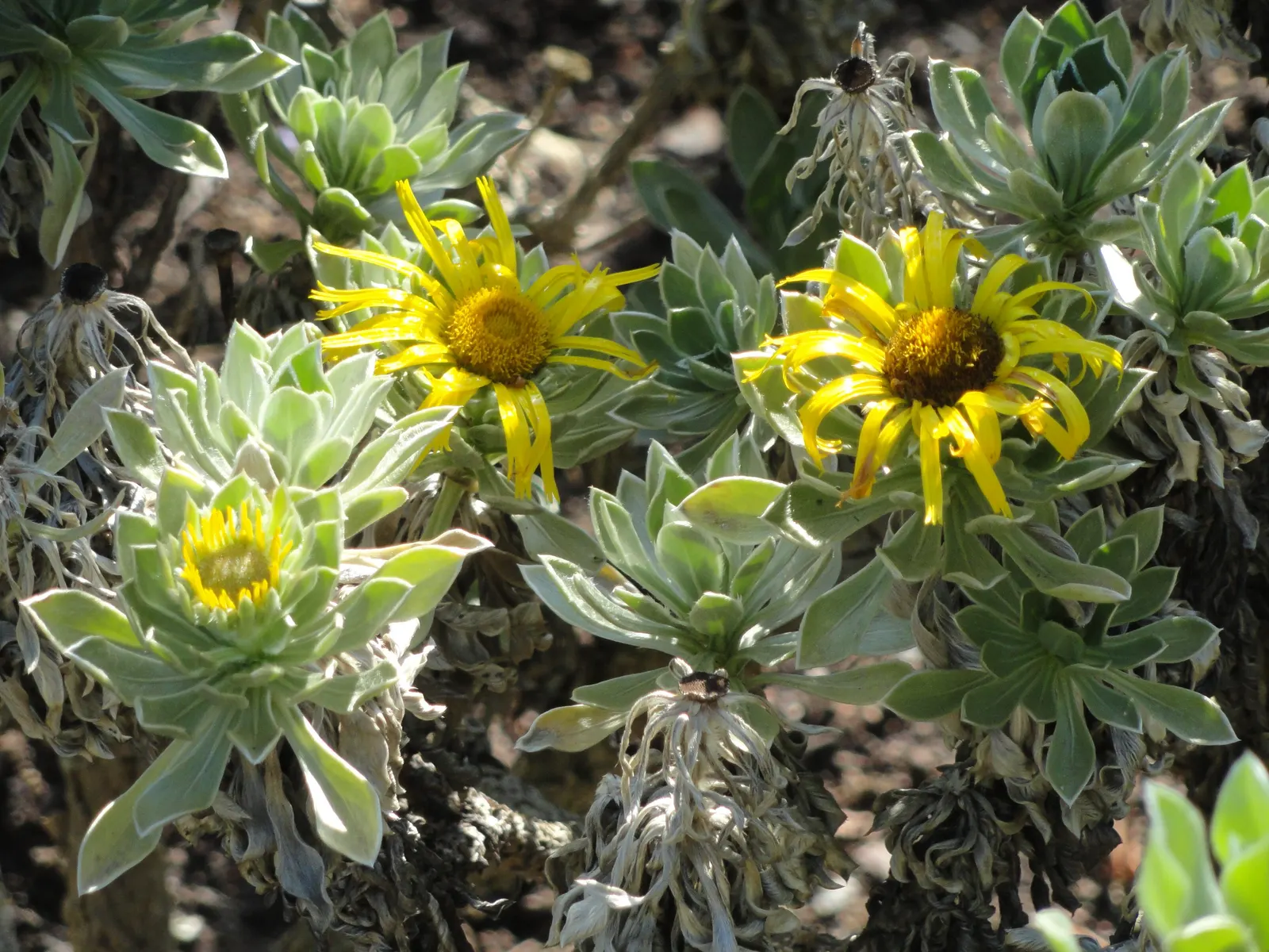 Canary Island Daisy (Asteriscus Sericeus) — is a charming perennial that originates from the rocky coastal regions of the Canary Islands; it has a tolerance