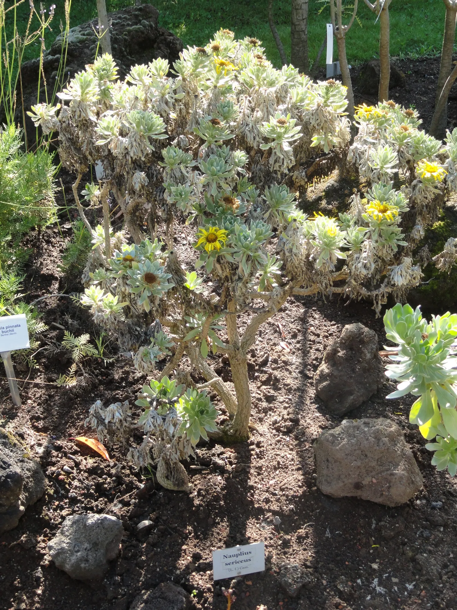 Canary Island Daisy (Asteriscus Sericeus) — Requires full sun exposure and well-drained soil; provides year-round interest, particularly in coastal garden