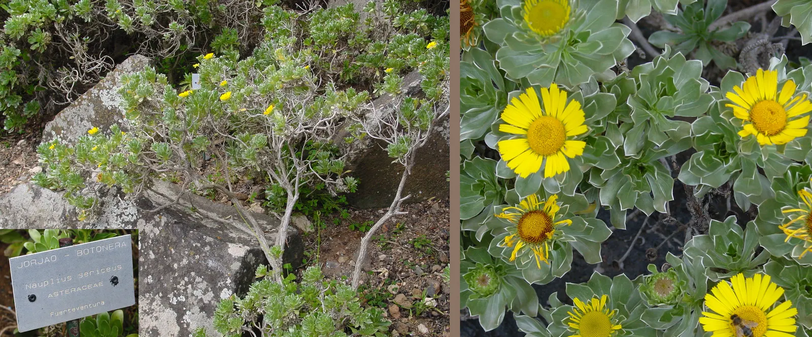 Canary Island Daisy (Asteriscus Sericeus) — ensure it is planted in well-draining soil to prevent root rot