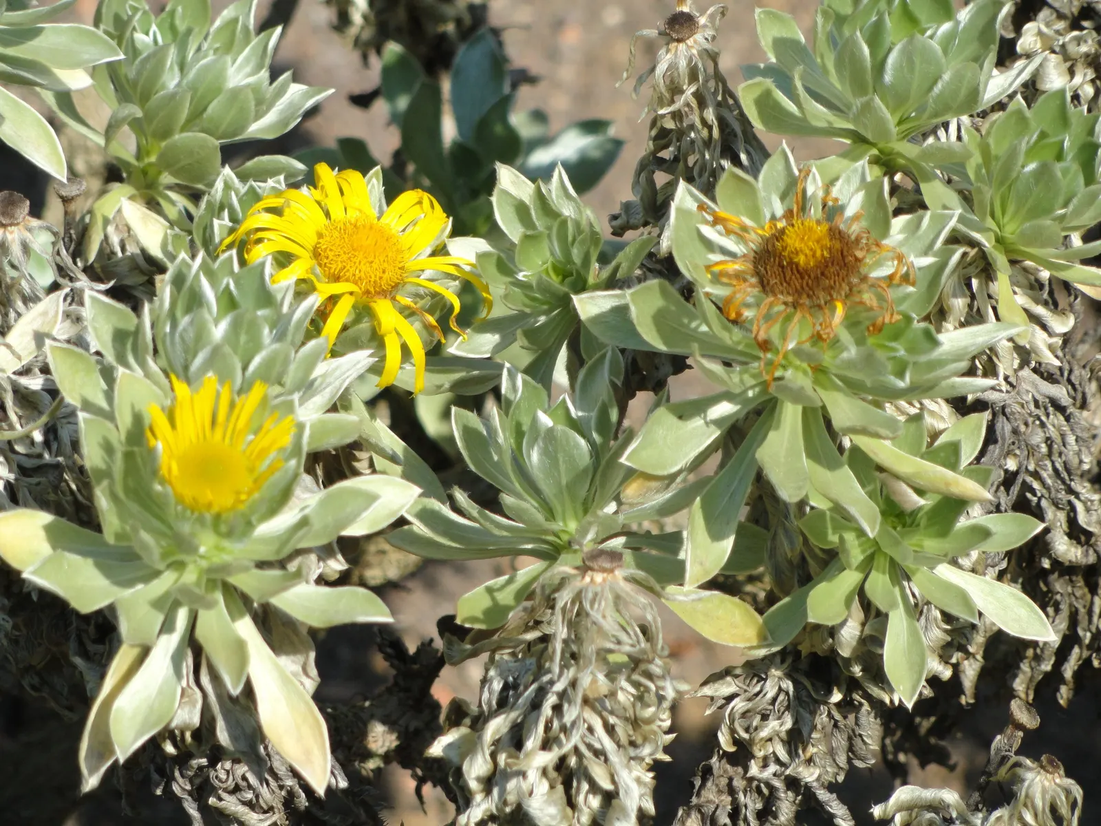 Canary Island Daisy (Asteriscus Sericeus) — shrub with yellow blooms