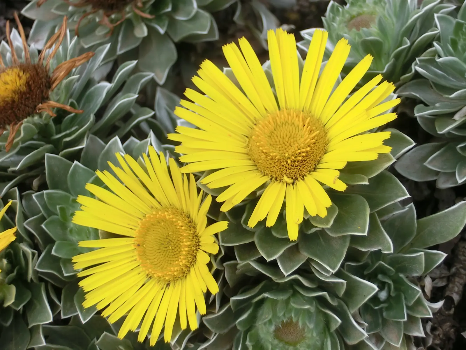 Canary Island Daisy (Asteriscus Sericeus) — It boasts silvery foliage and vibrant yellow daisy-like flowers