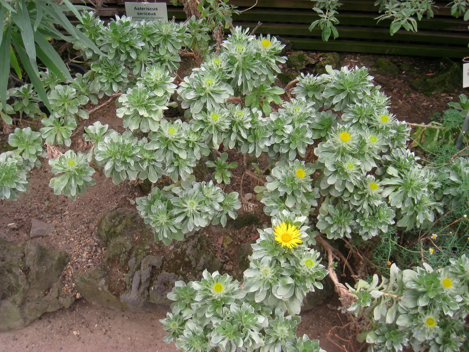 Canary Island Daisy (Asteriscus Sericeus) — attract pollinators such as bees and butterflies