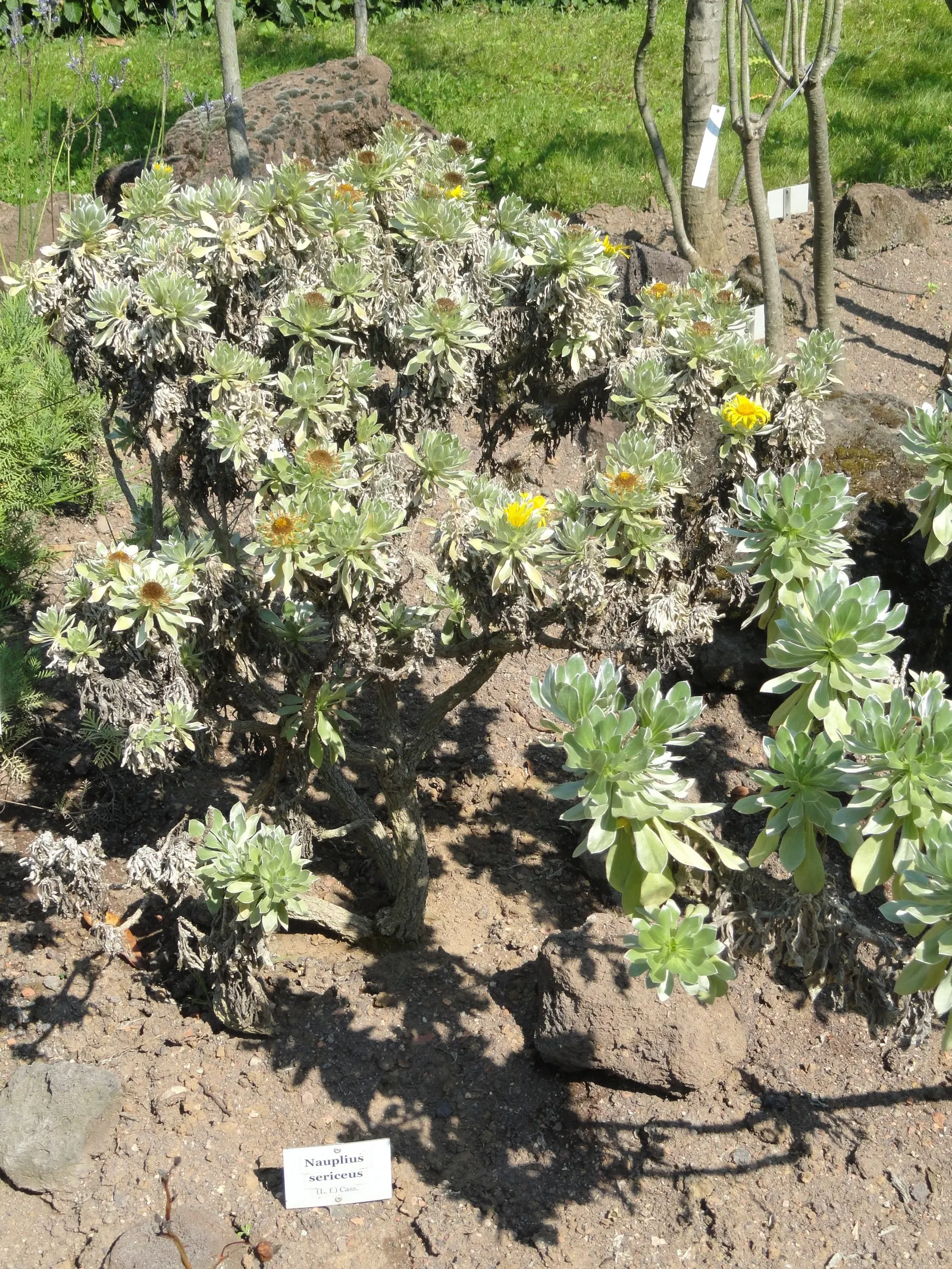 Canary Island Daisy (Asteriscus Sericeus) — contributing to the garden's ecosystem.<br><br>When incorporating Asteriscus sericeus into the landscape; attract