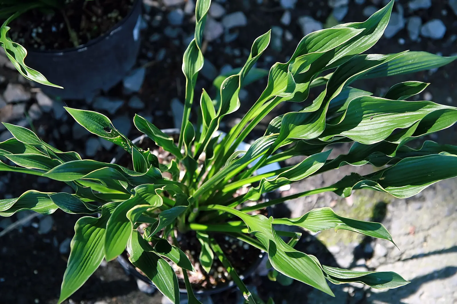 Praying Hands Hosta (Hosta 'Praying Hands') — The Hosta 'Praying Hands' showcases uniquely upright