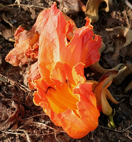 African Tulip Tree (Spathodea Campanulata) — emphasize its use as a focal point or shade tree in spacious gardens; note that while it offers, image 70