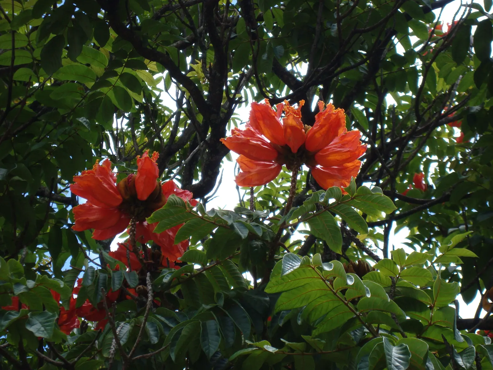 African Tulip Tree (Spathodea Campanulata) — Caution is advised as it can be invasive and its large roots may disrupt nearby structures; tree with, image 108