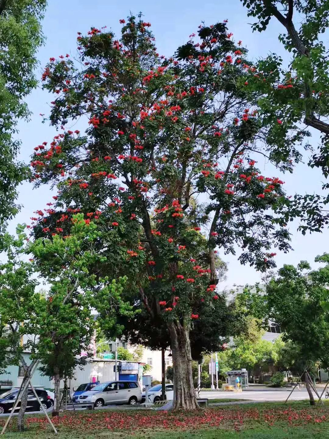 African Tulip Tree (Spathodea Campanulata) — it exhibits moderate drought tolerance.<br><br>When introducing the African Tulip Tree to clients