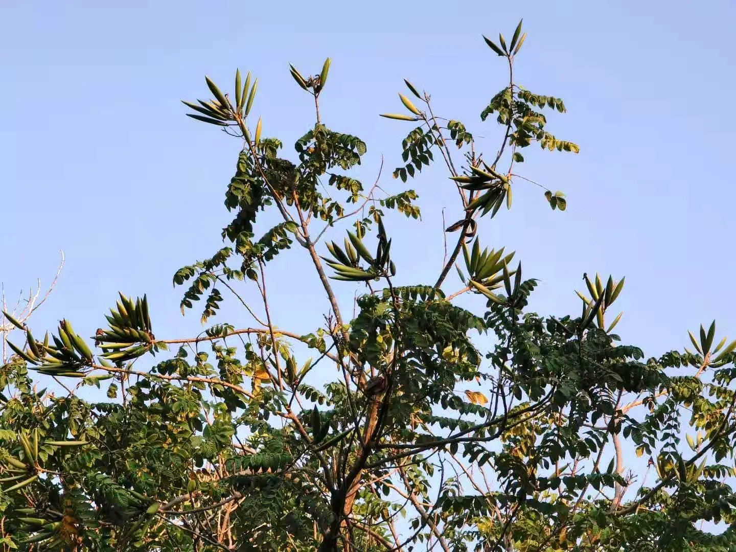African Tulip Tree (Spathodea Campanulata) — blaze with color atop the dark green; evergreen tree reaching up to 80 feet tall with a spread of 50 feet