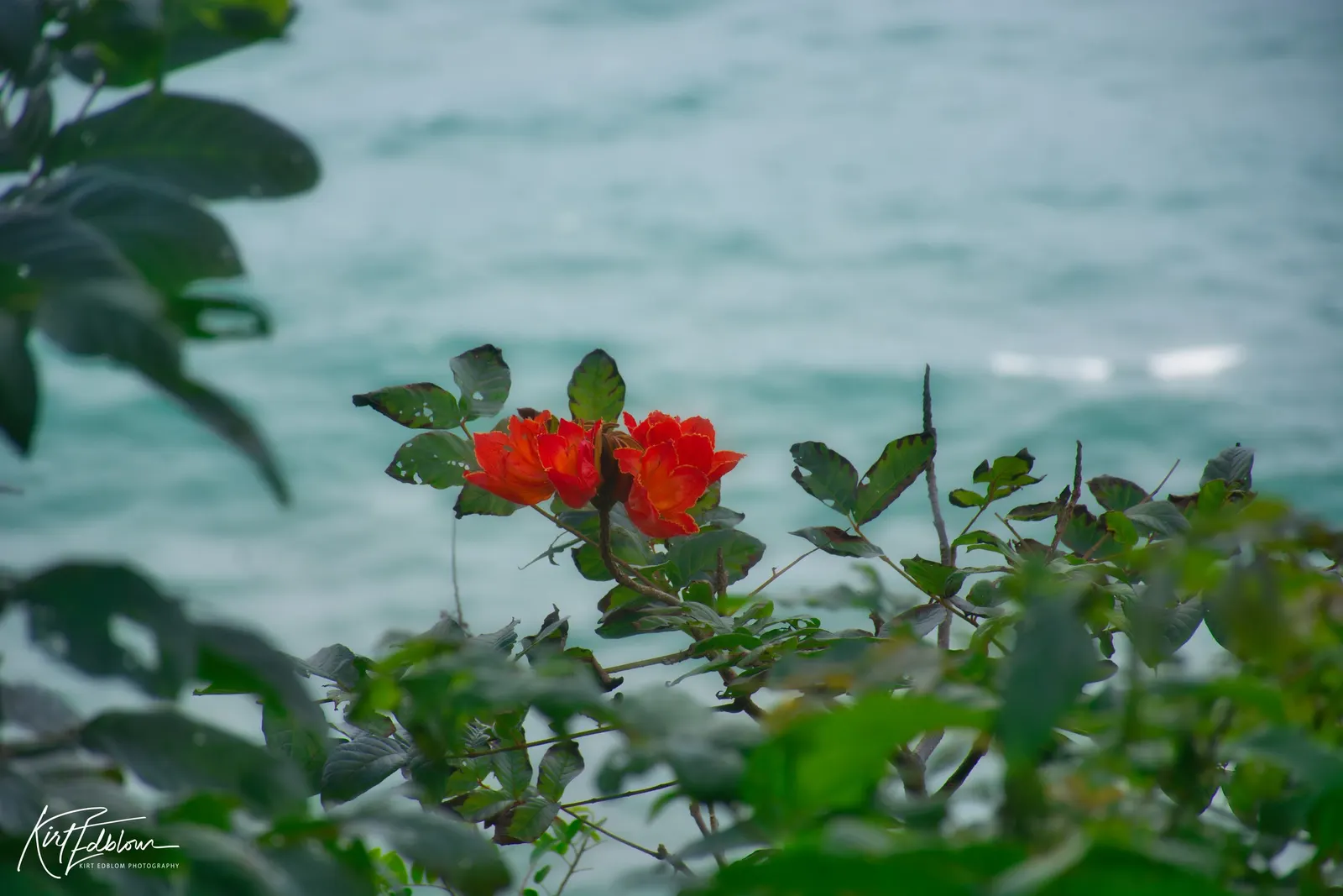 African Tulip Tree (Spathodea Campanulata) — which has the potential to disrupt pavements and structures; its rapid growth rate and broad