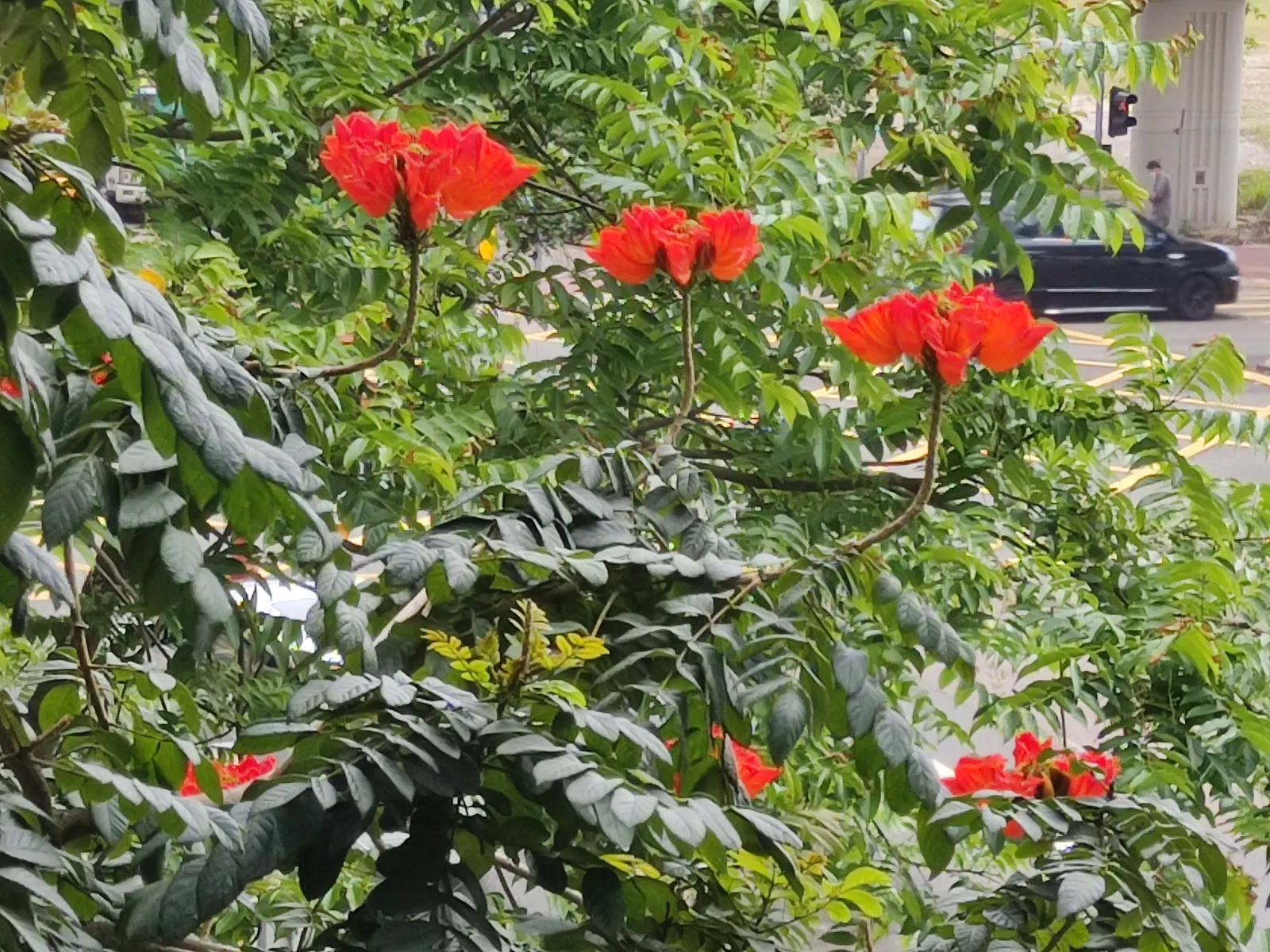 African Tulip Tree (Spathodea Campanulata) — blaze with color atop the dark green