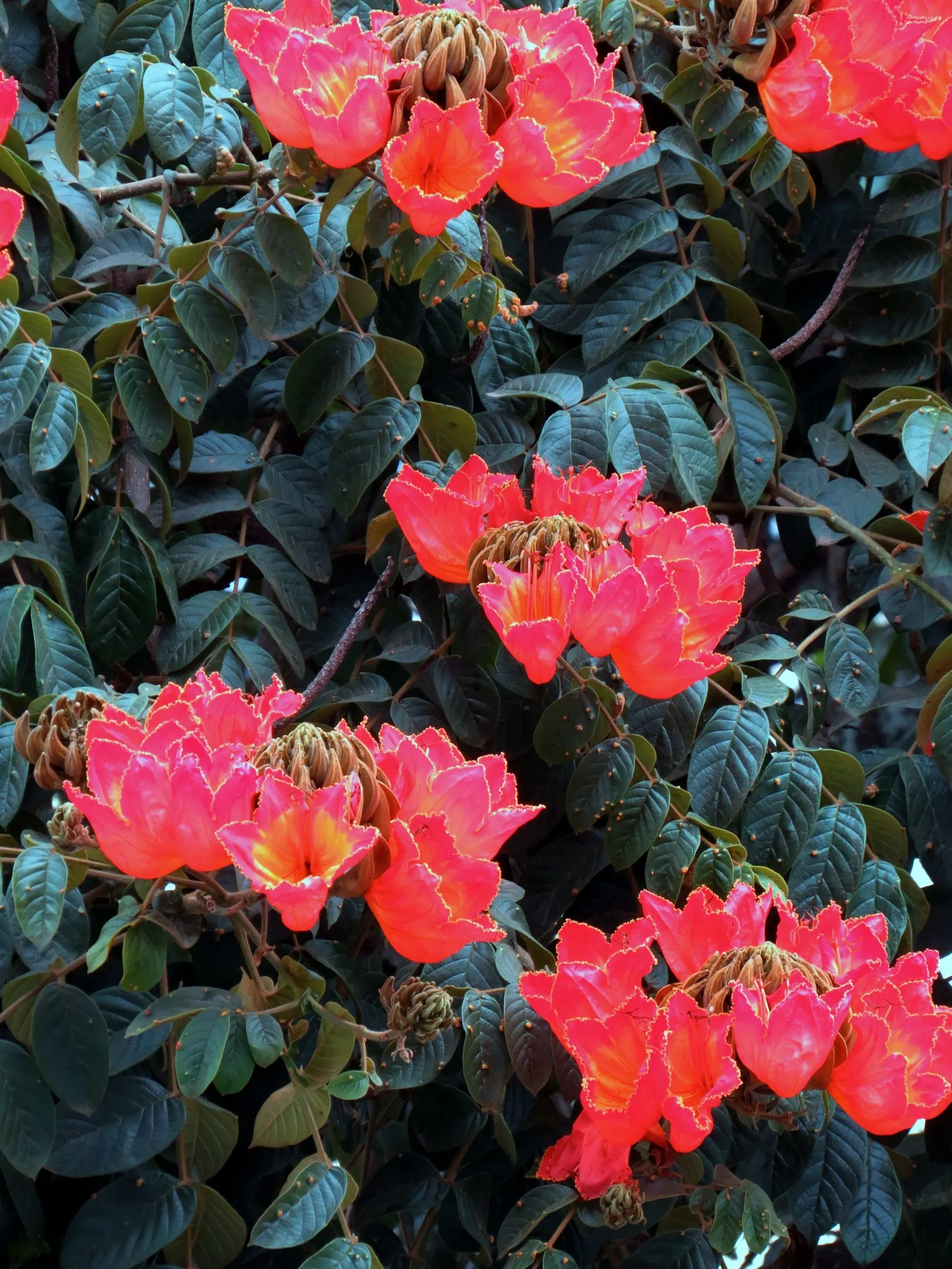 African Tulip Tree (Spathodea Campanulata) — rounded canopy make it an eye-catching specimen in any landscape.<br><br>In designing landscapes; it is a dramatic