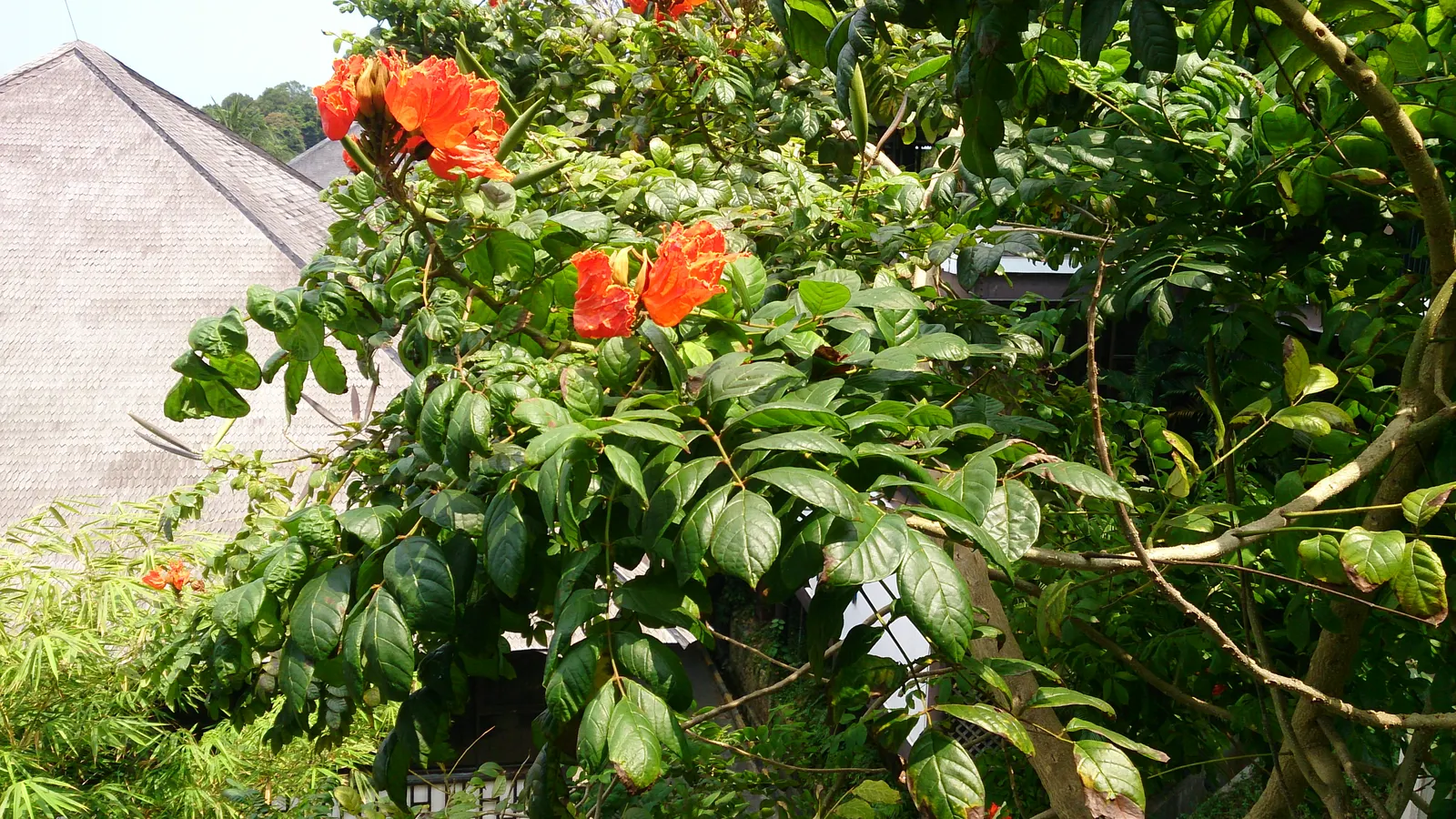 African Tulip Tree (Spathodea Campanulata) — Its rapid growth rate and broad