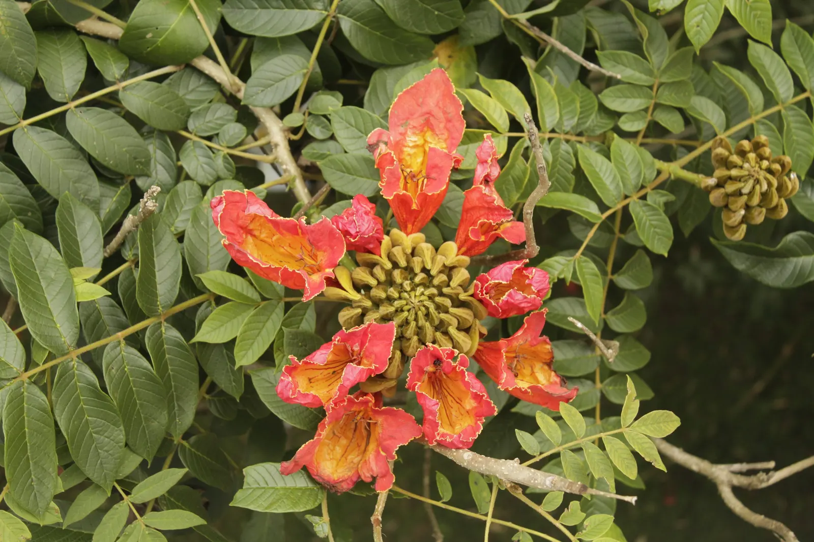 African Tulip Tree (Spathodea Campanulata) — the African Tulip Tree should be placed with care due to its vigorous root system; an excellent, image 90