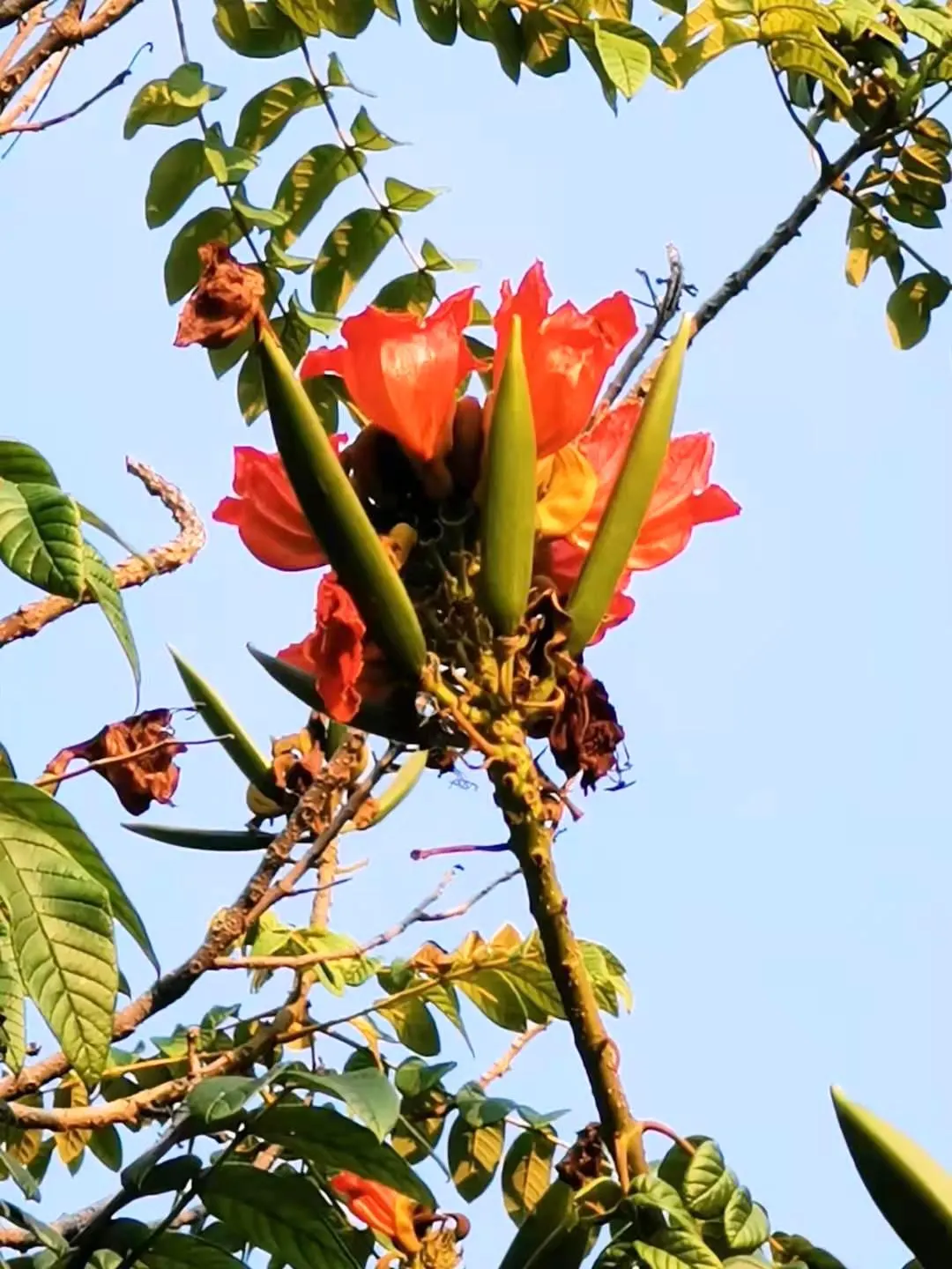 African Tulip Tree (Spathodea Campanulata) — Known for its fiery, tulip-shaped orange-red blooms, it flowers predominantly in warm months; rounded, image 106