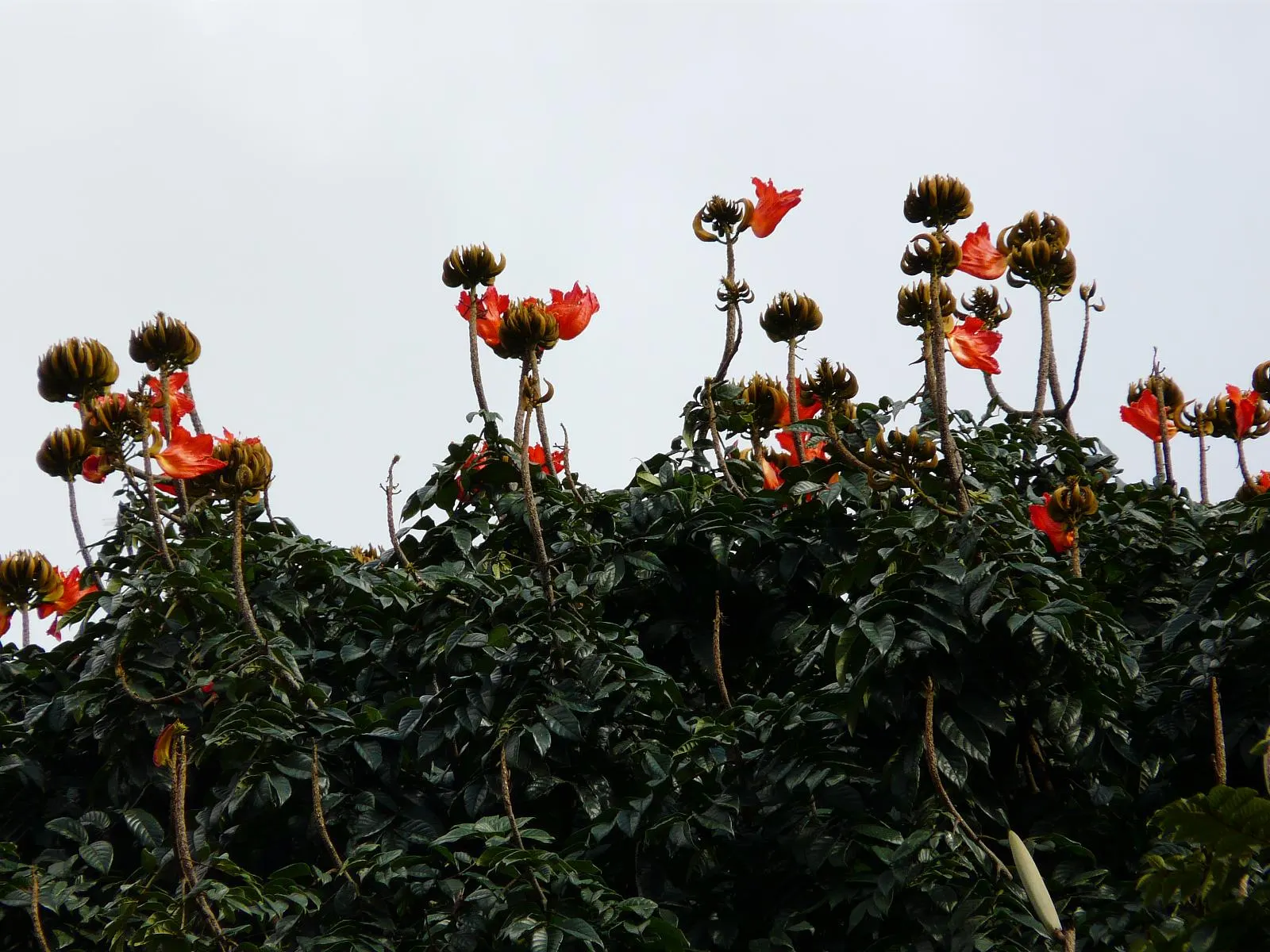 African Tulip Tree (Spathodea Campanulata) — An excellent specimen tree, it prefers full sun and well-draining soil; emphasize its use as a focal, image 55
