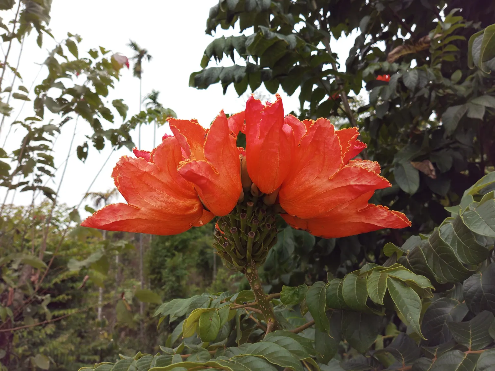 African Tulip Tree (Spathodea Campanulata) — which has the potential to disrupt pavements and structures; its rapid growth rate and broad, image 91