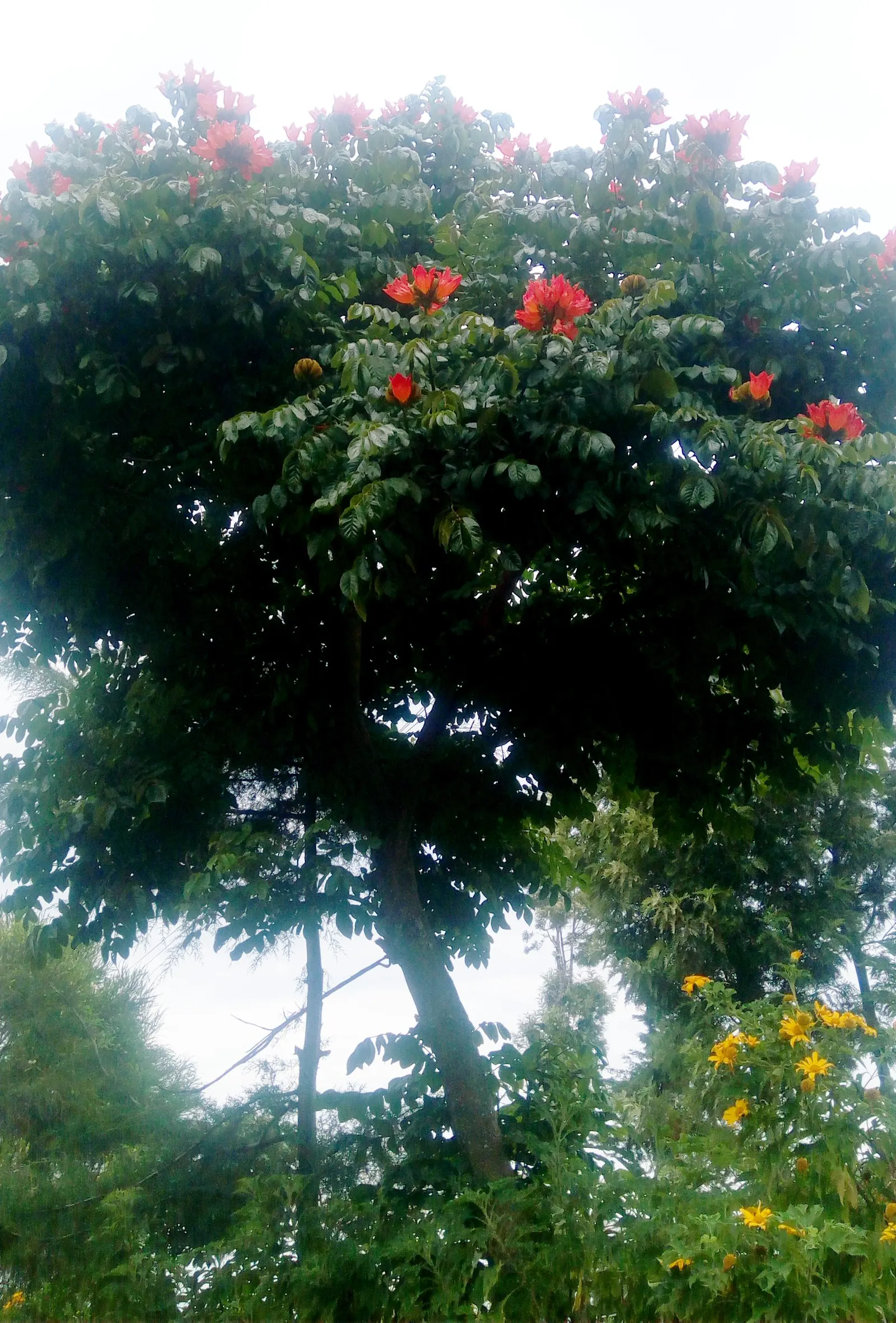 African Tulip Tree (Spathodea Campanulata) — tree with orange and red blooms; while it prefers regular watering, image 103
