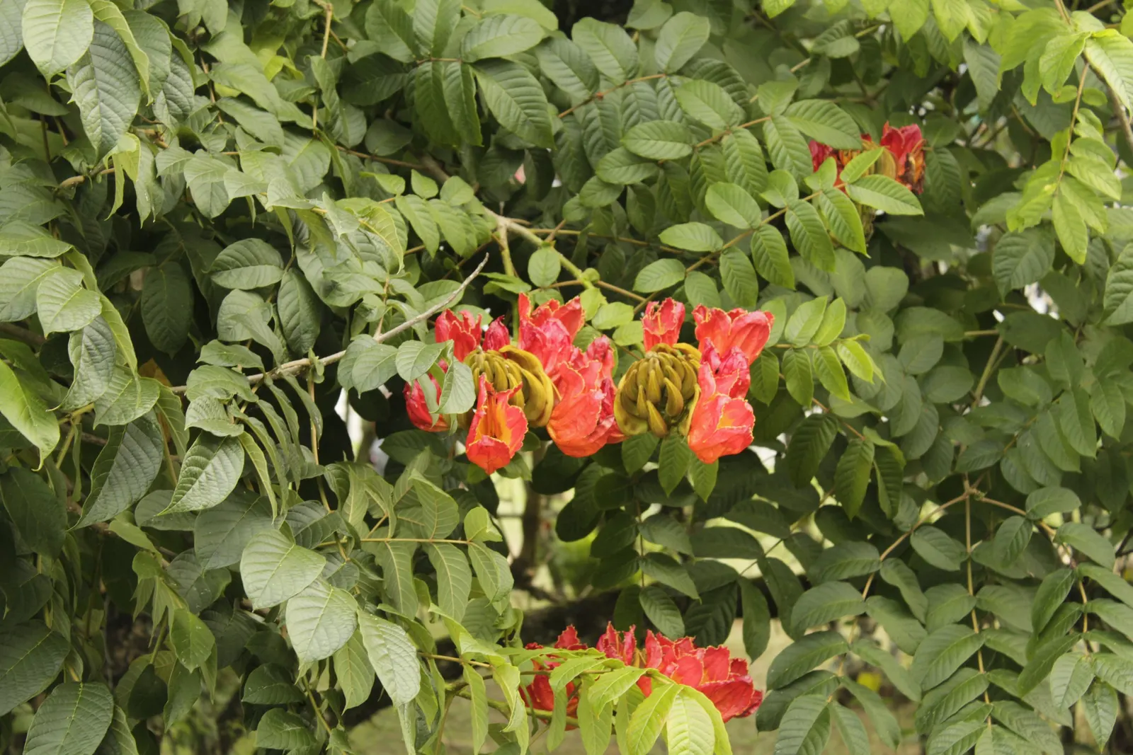 African Tulip Tree (Spathodea Campanulata) — tree with orange and red blooms; while it prefers regular watering