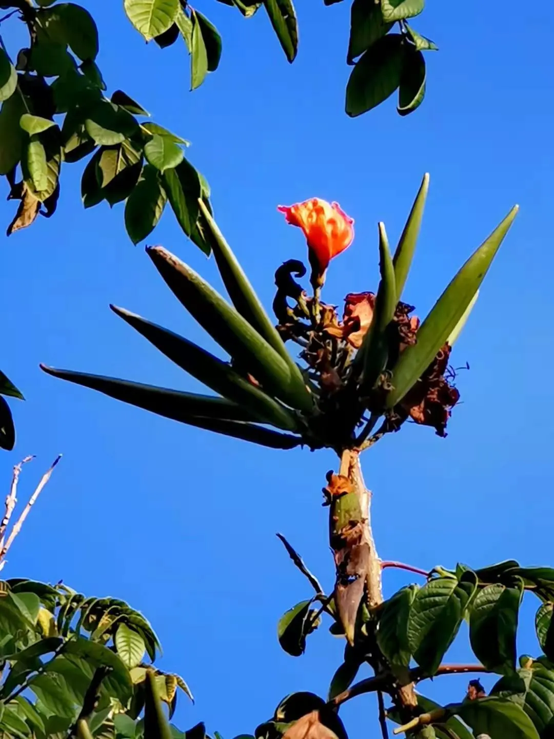 African Tulip Tree (Spathodea Campanulata) — which has the potential to disrupt pavements and structures