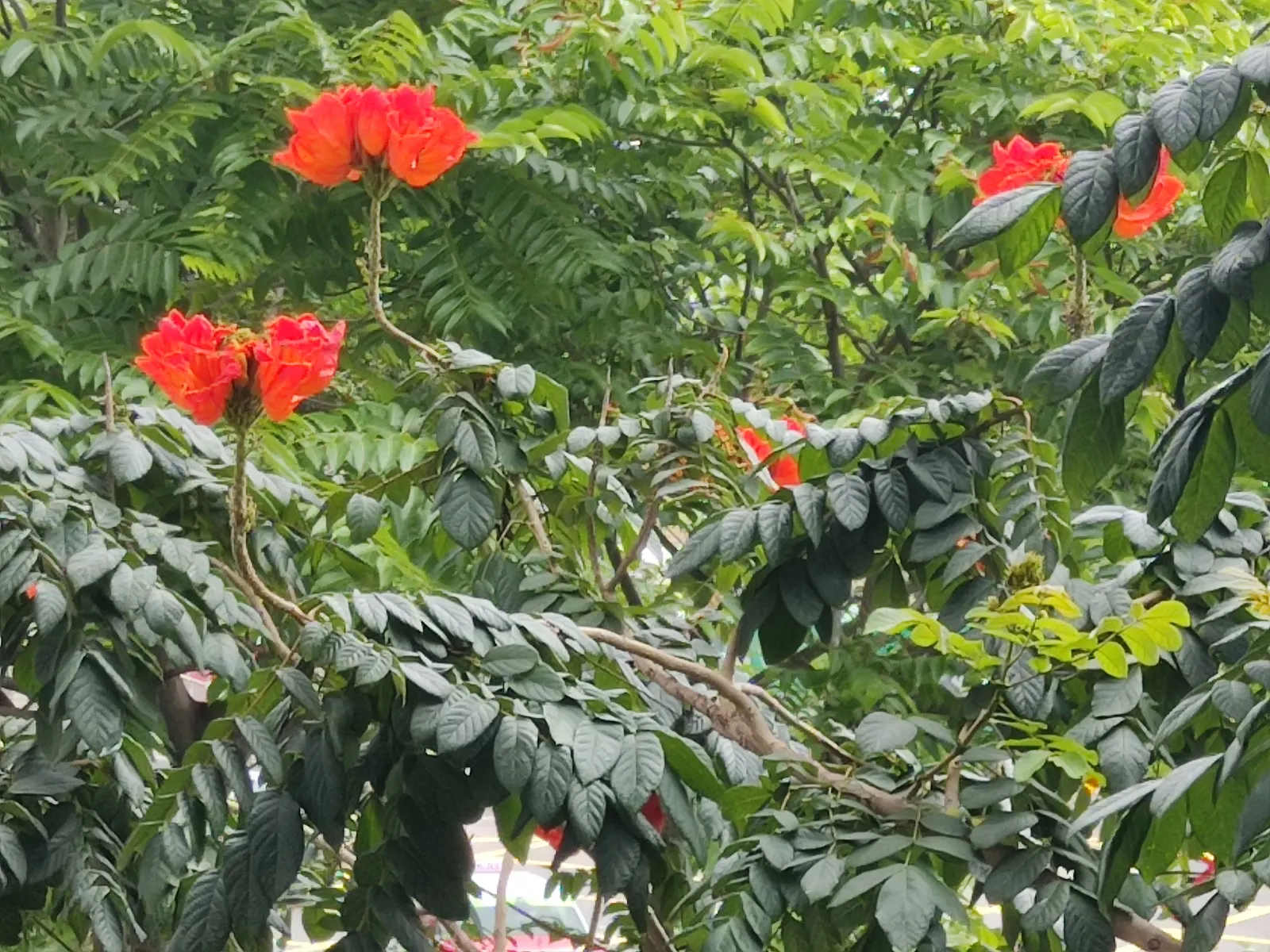 African Tulip Tree (Spathodea Campanulata) — An excellent specimen tree, it prefers full sun and well-draining soil; emphasize its use as a focal, image 107