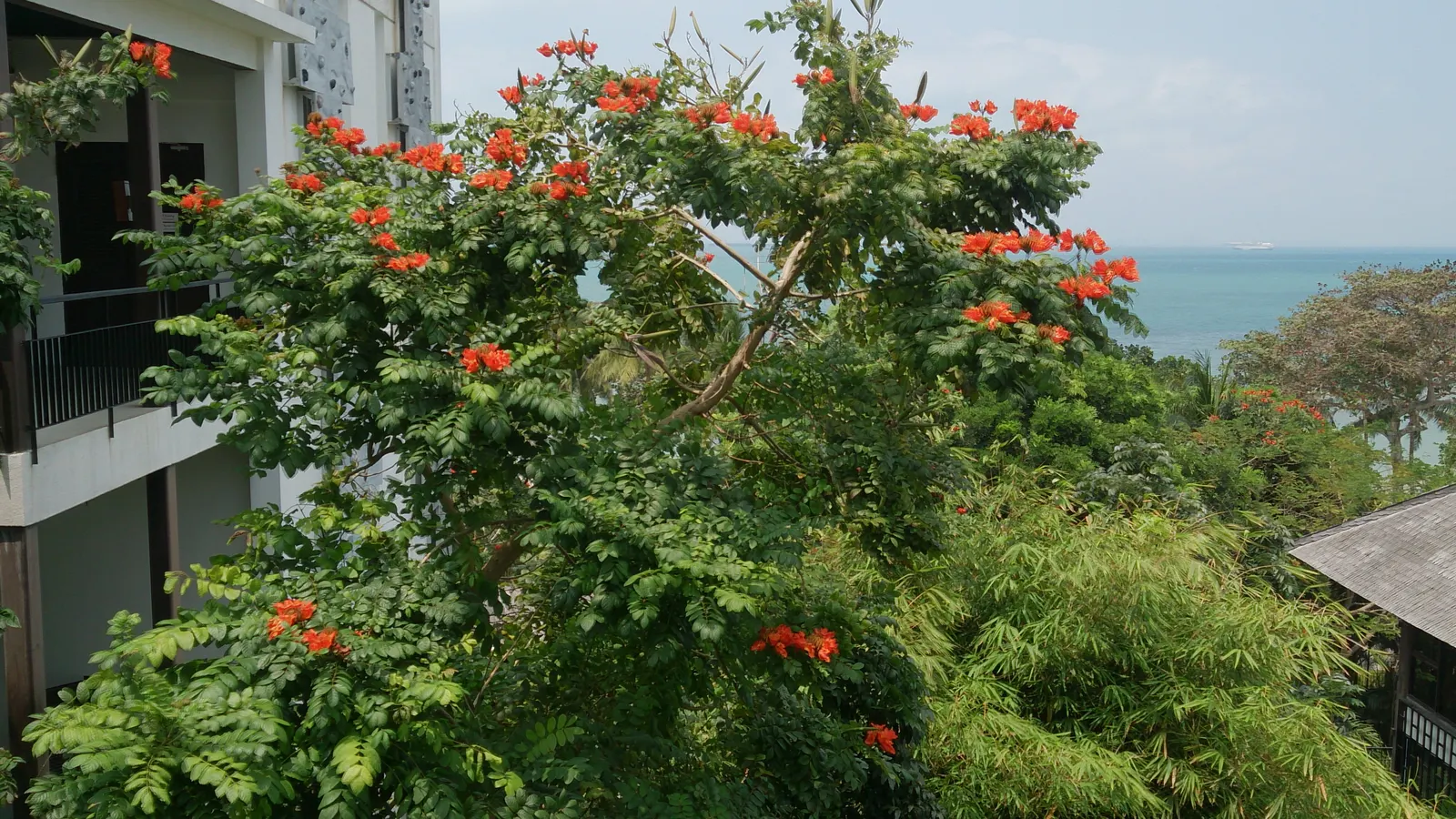 African Tulip Tree (Spathodea Campanulata) — Caution is advised as it can be invasive and its large roots may disrupt nearby structures; tree with, image 56