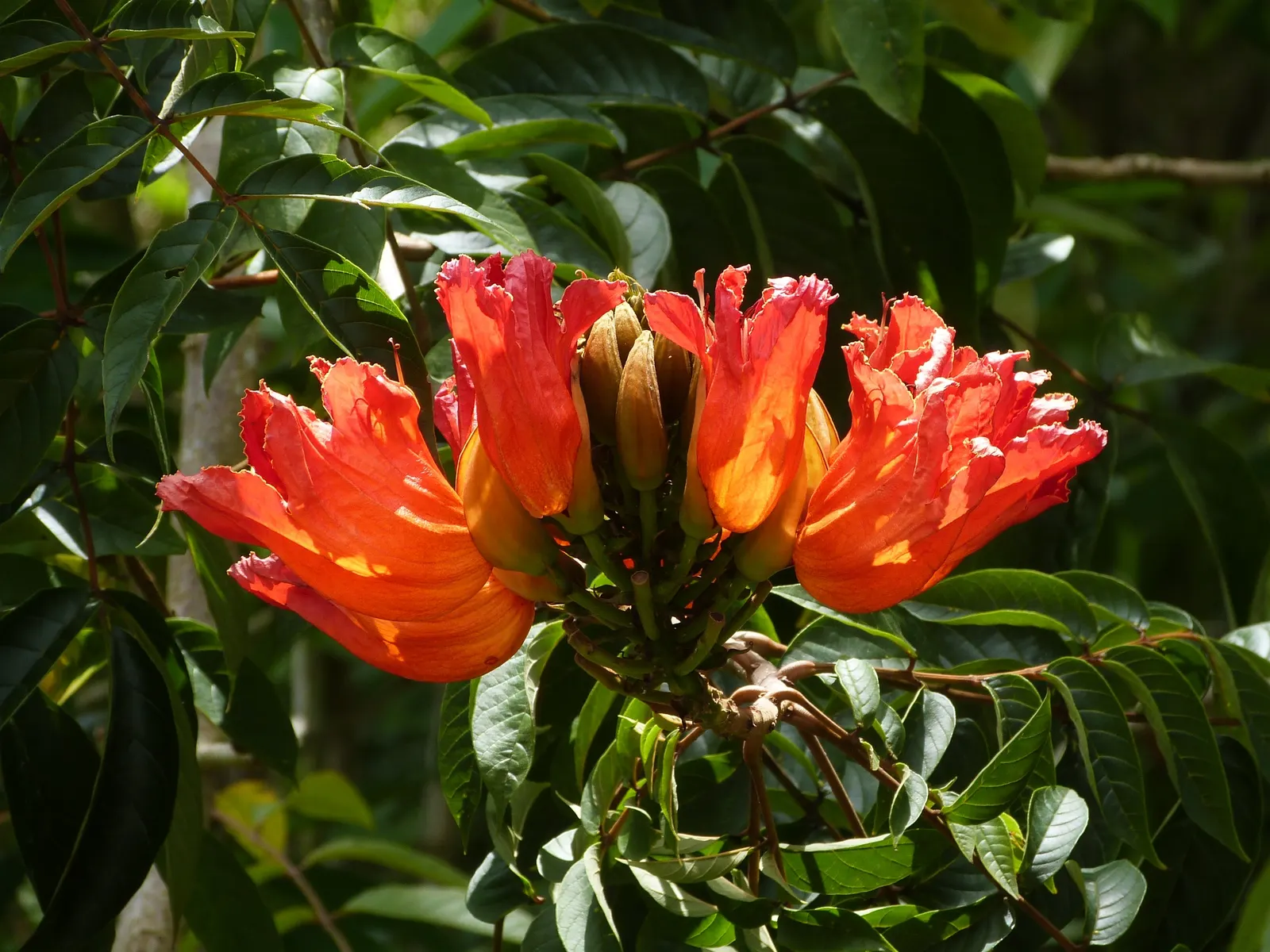 African Tulip Tree (Spathodea Campanulata) — which are typically 4 to 5 inches in length; be aware of any local restrictions on planting this, image 85