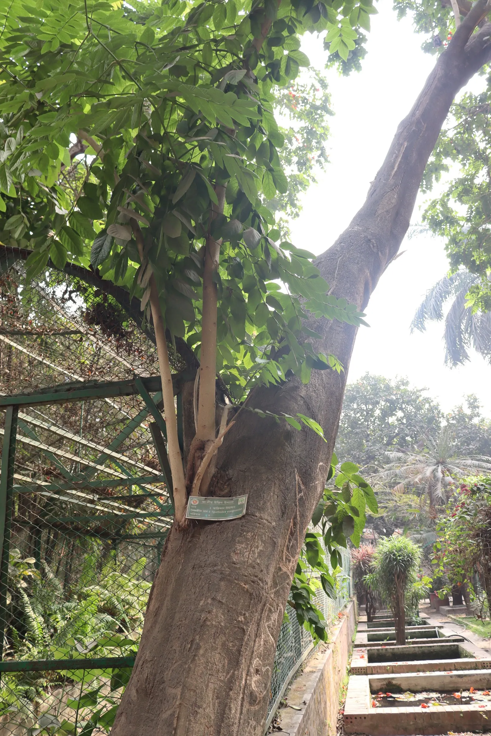 African Tulip Tree (Spathodea Campanulata) — blaze with color atop the dark green; evergreen tree reaching up to 80 feet tall with a spread of 50, image 86