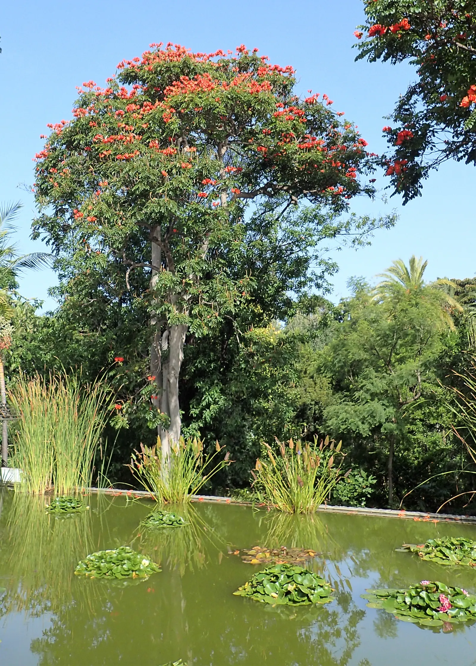 African Tulip Tree (Spathodea Campanulata) — the African Tulip Tree should be placed with care due to its vigorous root system; an excellent specimen tree, it