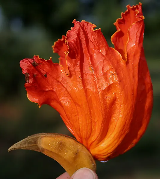 African Tulip Tree (Spathodea Campanulata) — it exhibits moderate drought tolerance.<br><br>When introducing the African Tulip Tree to clients; the, image 121