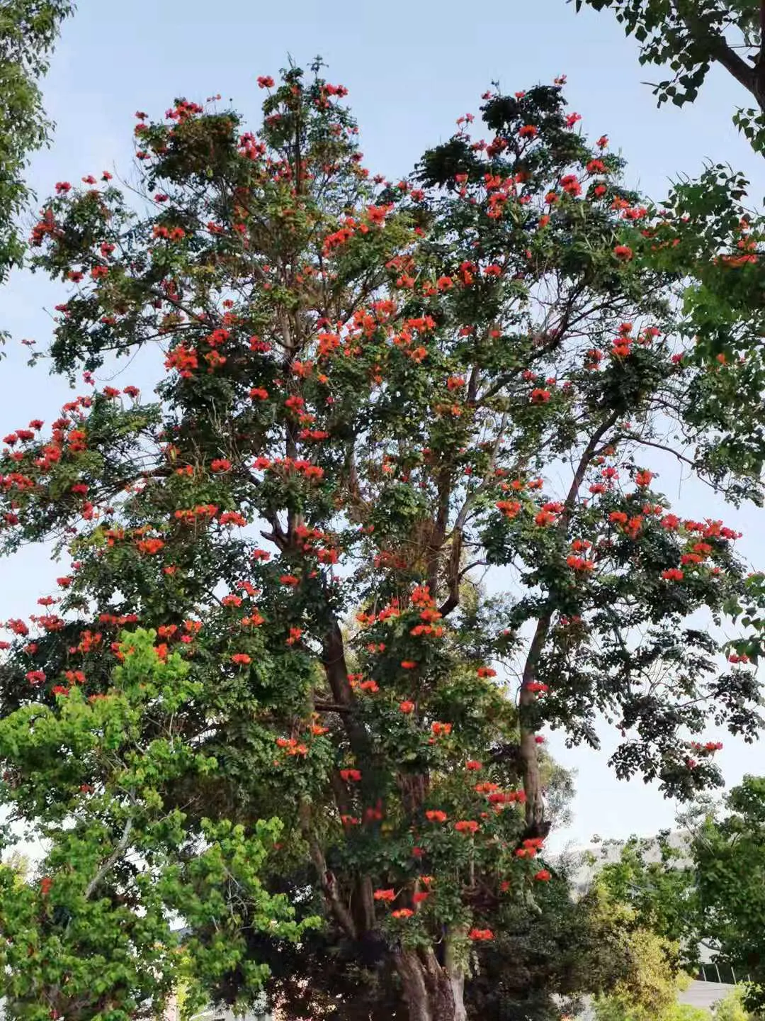 African Tulip Tree (Spathodea Campanulata) — Suitable for USDA zones 10 to 11; it exhibits moderate drought tolerance.<br><br>When introducing the African