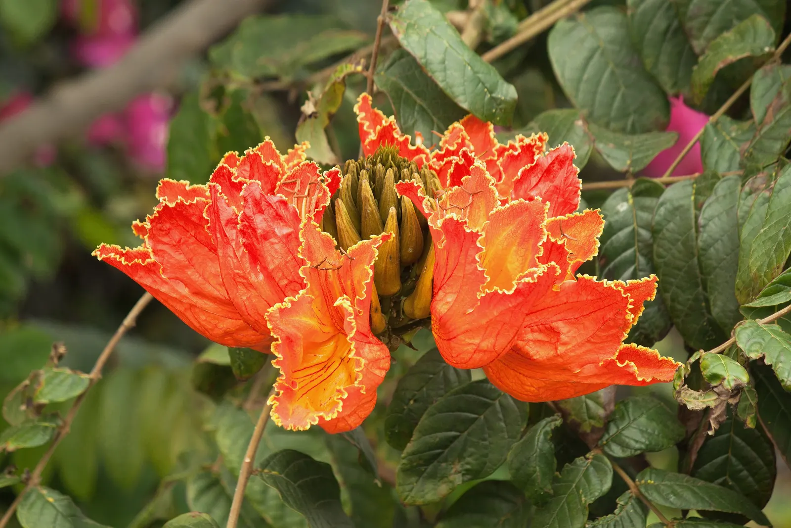 African Tulip Tree (Spathodea Campanulata) — but its majestic stature necessitates ample space to truly flourish; known for its fiery, tulip-shaped, image 75