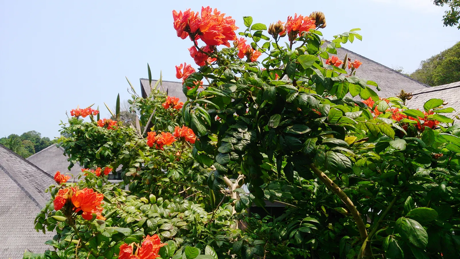 African Tulip Tree (Spathodea Campanulata) — the African Tulip Tree should be placed with care due to its vigorous root system; an excellent, image 64