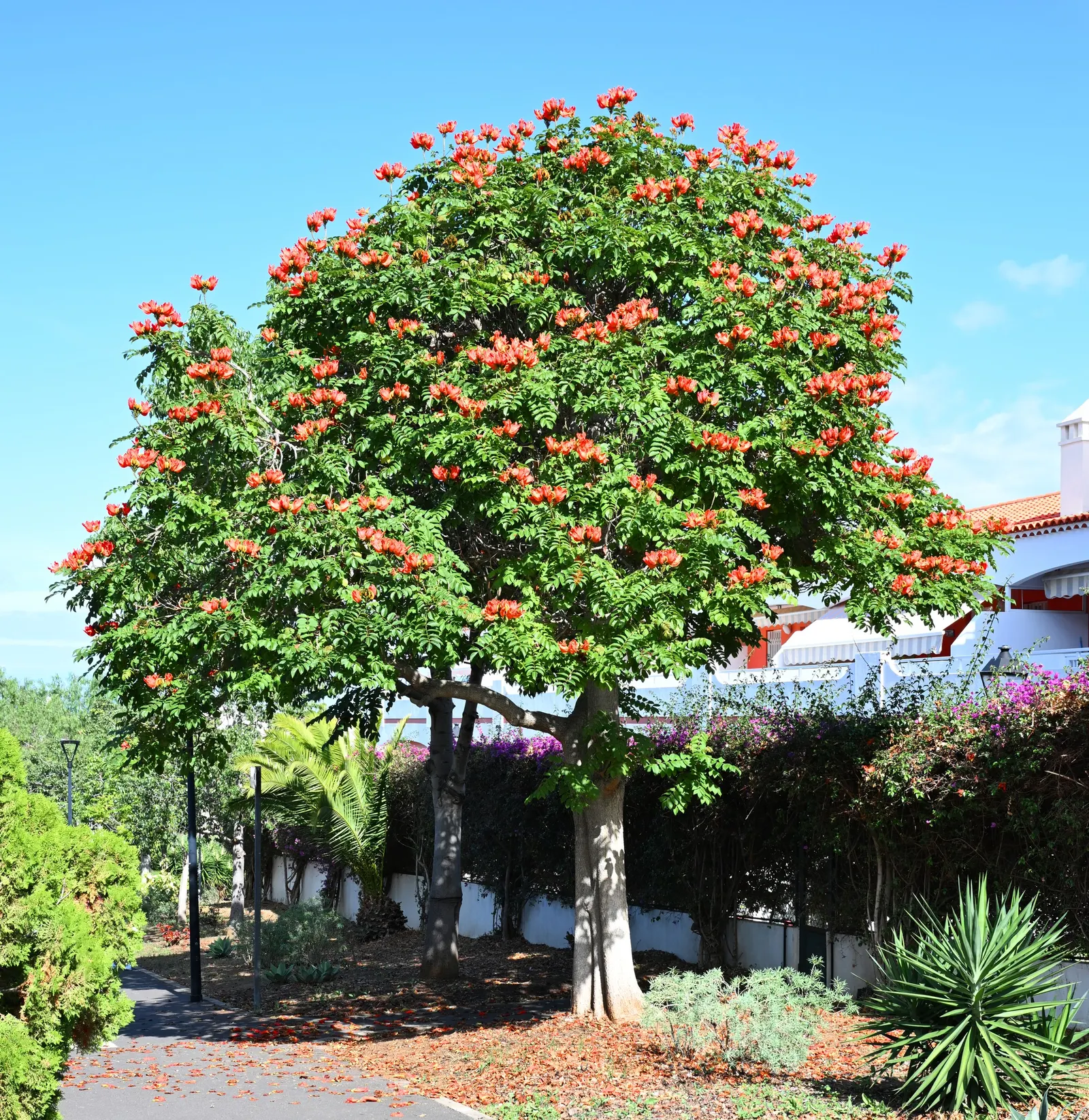 African Tulip Tree (Spathodea Campanulata) — botanically known as Spathodea campanulata; tropical beauty renowned for its vibrant orange-red, image 83