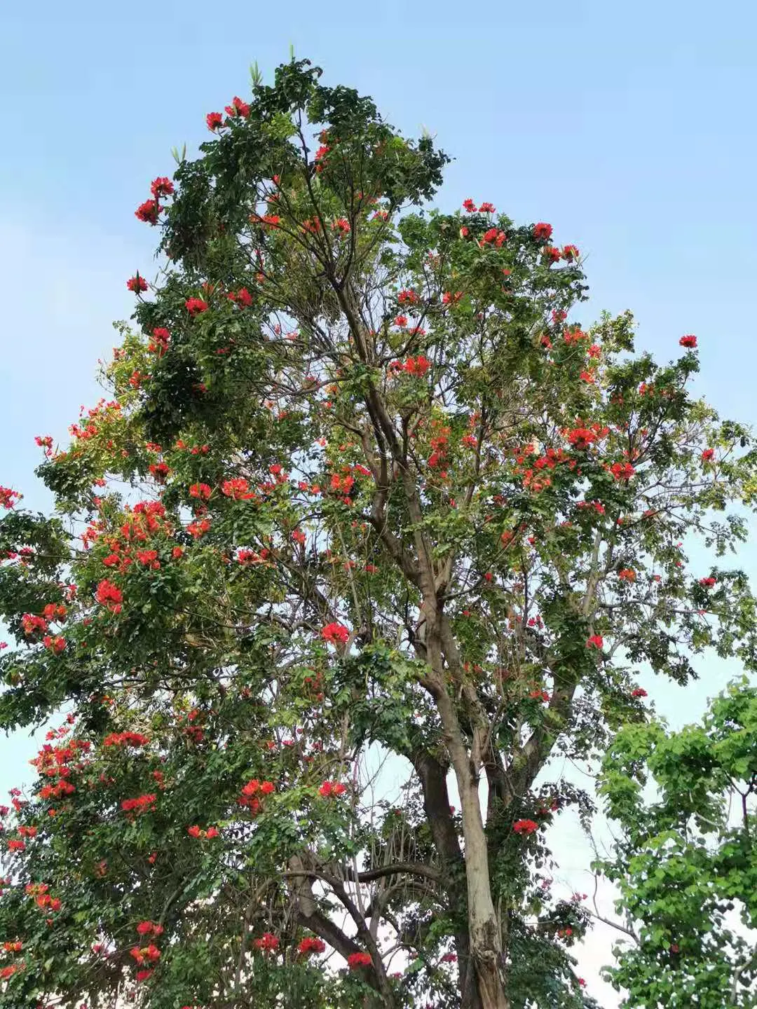 African Tulip Tree (Spathodea Campanulata) — rounded canopy make it an eye-catching specimen in any landscape.<br><br>In designing landscapes; it, image 115