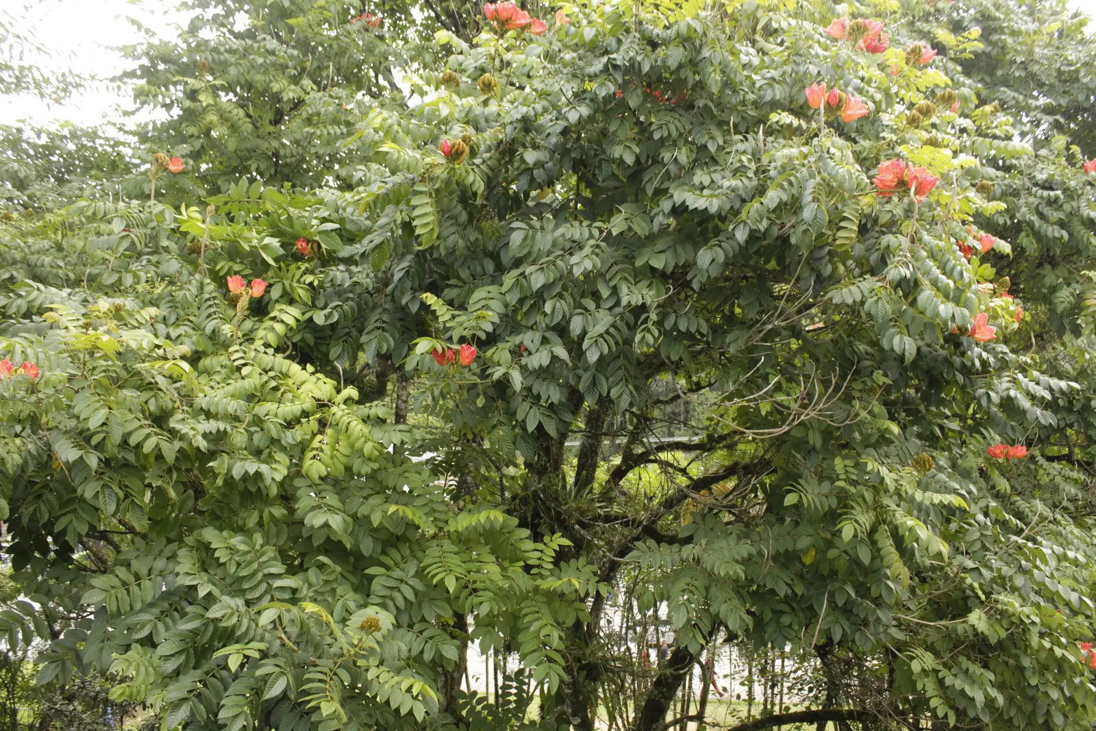 African Tulip Tree (Spathodea Campanulata) — which are typically 4 to 5 inches in length