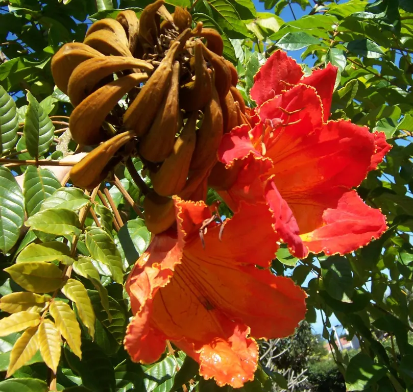 African Tulip Tree (Spathodea Campanulata) — botanically known as Spathodea campanulata; tropical beauty renowned for its vibrant orange-red, image 57