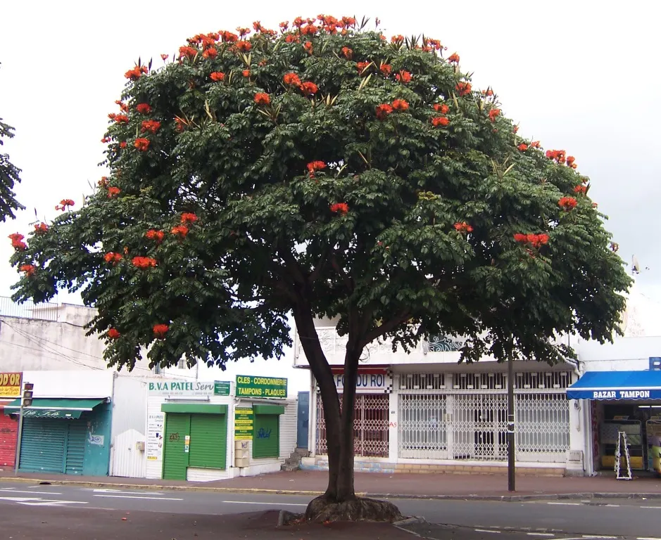 African Tulip Tree (Spathodea Campanulata) — this tree thrives in full sunlight and requires well-draining soil to prevent root rot; orange and red, image 119