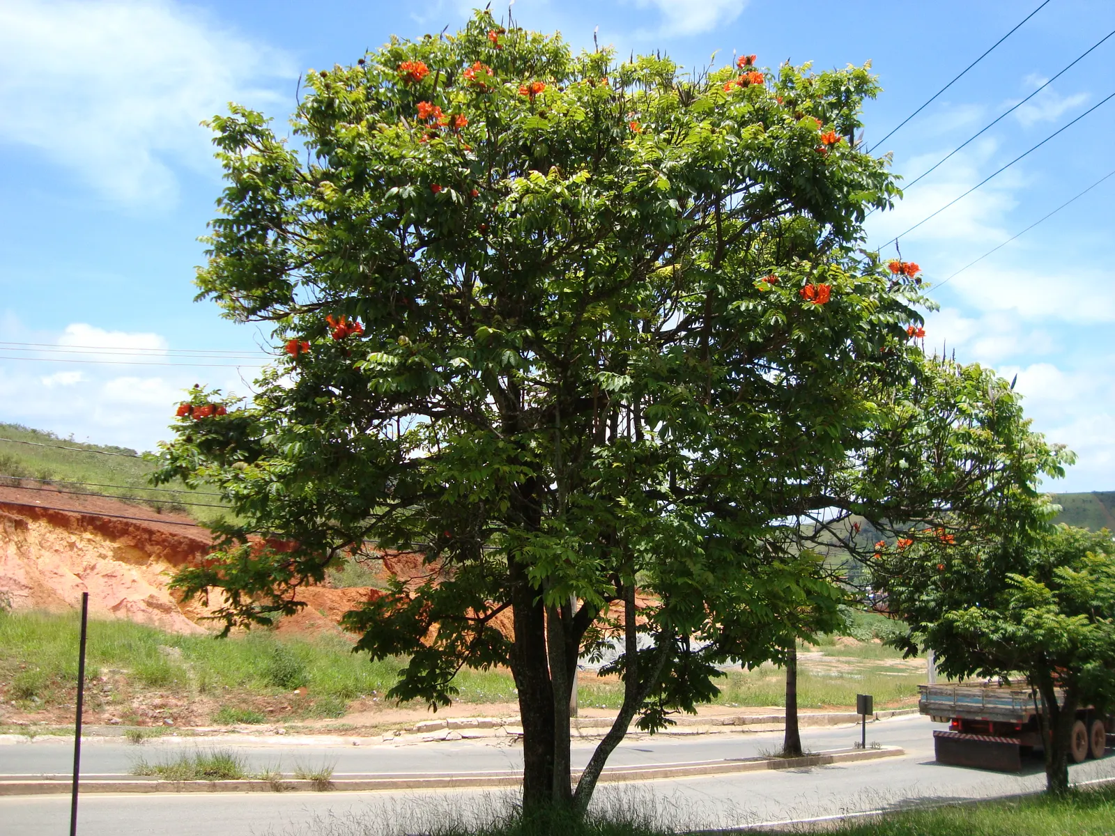 African Tulip Tree (Spathodea Campanulata) — orange and red flowers in the garden; glossy pinnate leaves that span 12 to 20 inches, image 102
