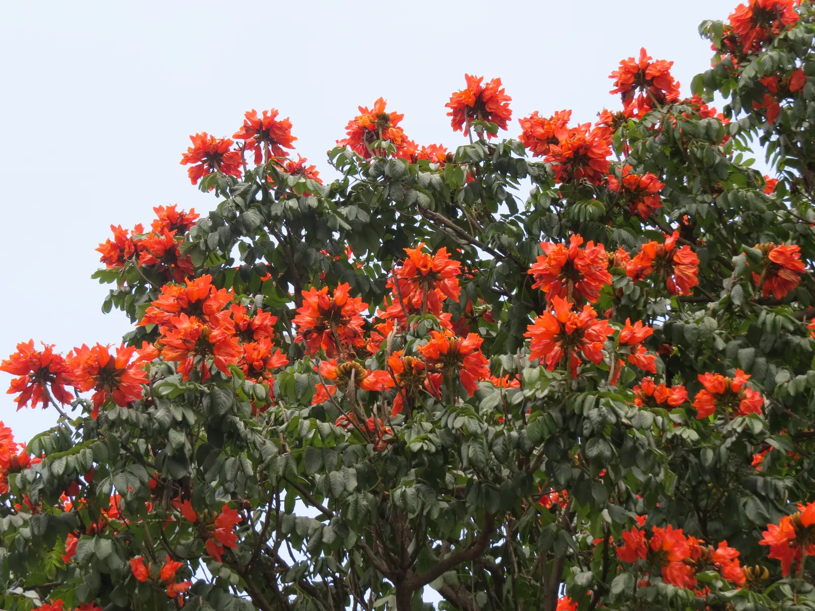 African Tulip Tree (Spathodea Campanulata) — tree for full or half; but its majestic stature necessitates ample space to truly flourish, image 104