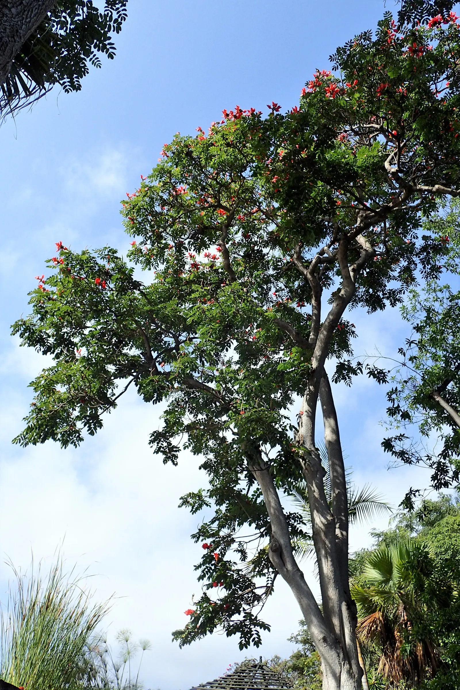 African Tulip Tree (Spathodea Campanulata) — While it prefers regular watering; botanically known as Spathodea campanulata, image 120