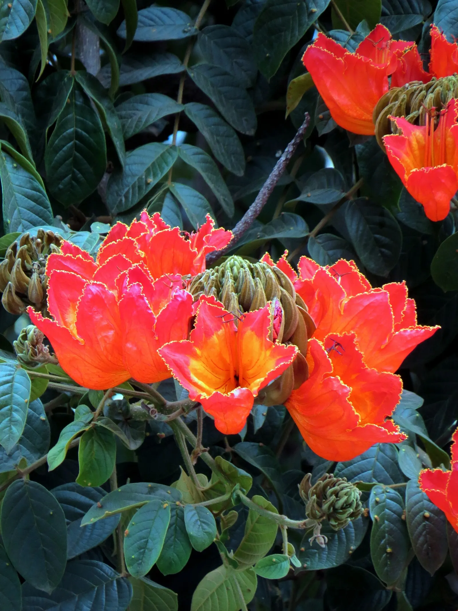 African Tulip Tree (Spathodea Campanulata) — tree for full or half